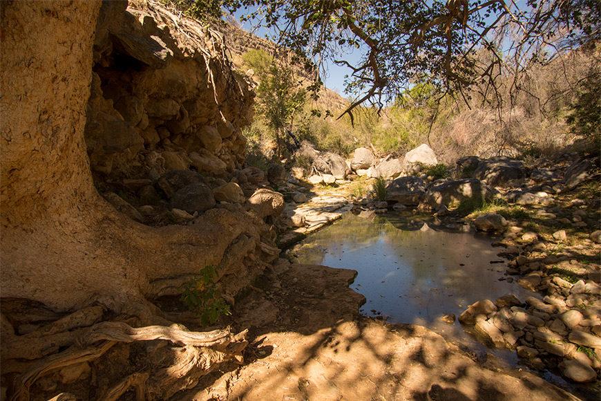 Klipspringer Spring with water and fig tree