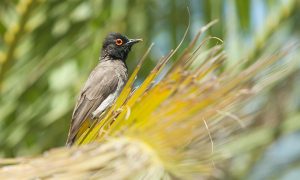 African red-eyed bulbul in palm tree
