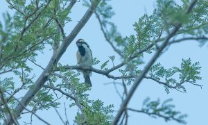 Pied barbet sitting in acacia tree