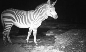 Zebra at night, photo taken at wild campsite at Zebra River Lodge