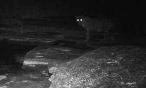 Leopard at night, photo taken at wild campsite at Zebra River Lodge