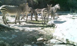 Zebras drinking water at wild campsite at Zebra River Lodge