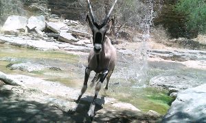 Oryx jumping out of water, wild campsite at Zebra River Lodge