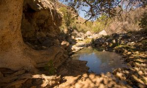 Klipspringer Spring with water and fig tree